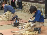 羊の毛刈り