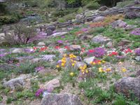 ニッコウキスゲ