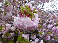 桜の通り抜け