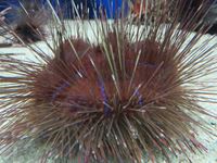 京都大学白浜水族館